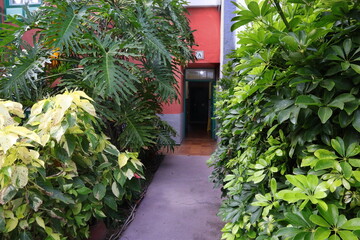 Garten, Tropen, Palmen, Eingang, Wohnung, Ferien, Urwald
