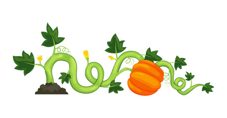 Life cycle of growth pumpkin plant on white background. Ripe vegetable.  illustration in flat design