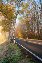 Autumn seasonal colourful scenery with street which leads into the fog