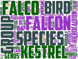 falconry typography, wordart, wordcloud, falconry,falcon,bird,animal