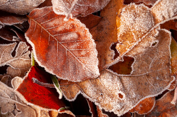 Autumn seasonal scenery in the early cold morning with some icy or frozen leaves or foliage