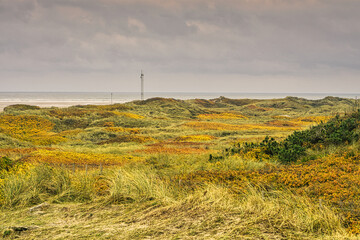 autumn landscape with dunes by the sea in Denmark