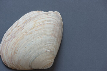 shell on a gray background