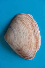 sea shell on blue background