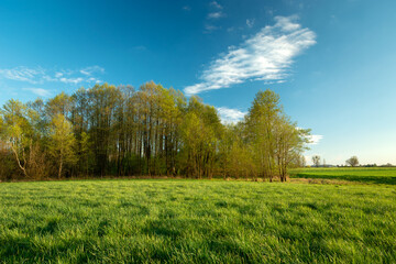 A beautiful spring forest next to a green meadow