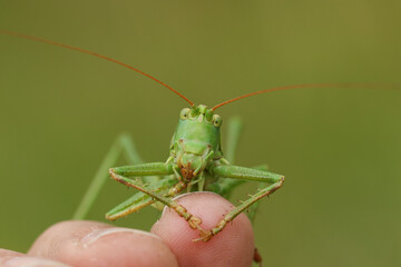 A rare Great Green Bush-cricket, Tettigonia viridissima, resting on a persons finger.	