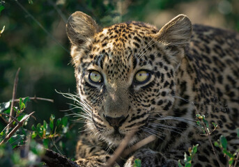 portrait of a leopard, close up in tree, Kruger Africa