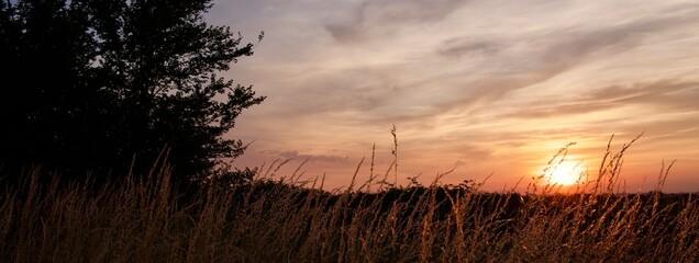 sunset over the field
