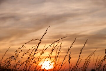 sunset over the grass