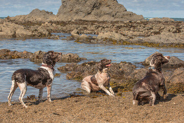 3 wet Springer Spaniels on the beach waiting for a ball