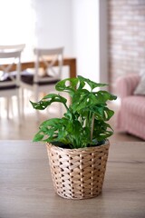 Monstera monkey leaf in a pot, on a wooden table. Modern nordic interior