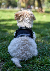 poodle toy puppy sitting on his back on grass wearing a black harness observing nature on his first...