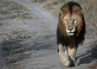 African Male lion in the wild walking head on shot.
