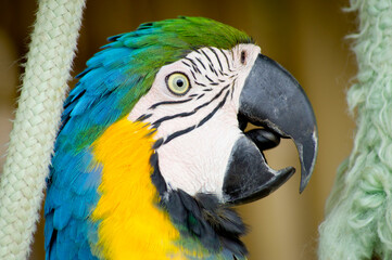 Blue and yellow macaw profile close up