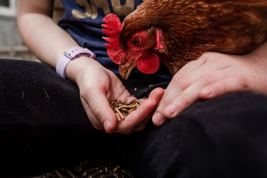Sweet tight shot of girl hand-feeding red chicken
