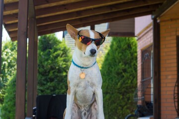 Portrait of Basenji dog in chameleon sunglasses sitting on veranda and  peeping out for everybody...
