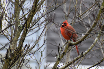 cardinal on a branch