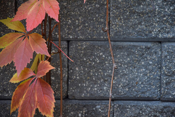 Colorful autumn leaves swaying in the wind on a stone wall background