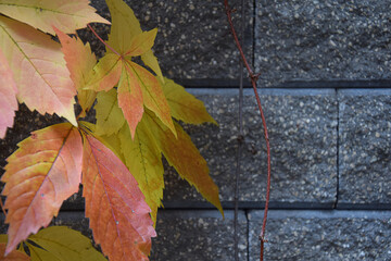 Colorful autumn leaves swaying in the wind on a stone wall background