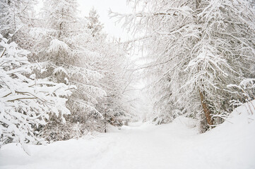 Winter landscape with snow covered forest and path going away