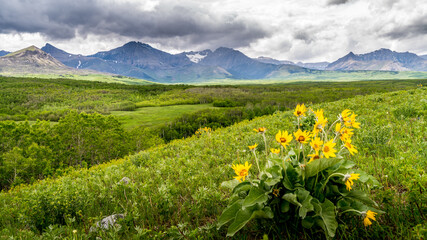 Fototapeta na wymiar Wildflower and the Mountain Range of the Canadian Rockies in Waterton Lakes National Park, Alberta, Canada