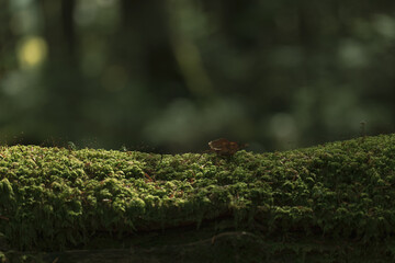 長野県白駒池の苔の森　秋