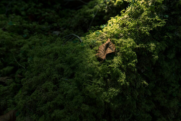 長野県白駒池の苔の森　秋