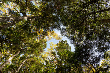 長野県白駒池の苔の森　秋