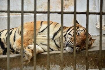 tiger in the zoo