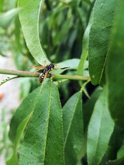Wasp on a branch