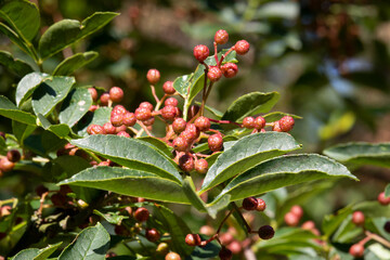 Red Sichuan pepper berries close up on the tree outdoor 