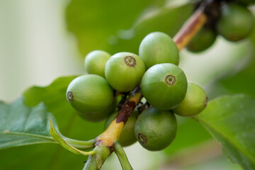 Fresh green unripe coffee beans growing on a plant outdoor close up