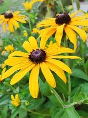 Summer yellow flowers in the garden