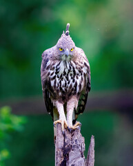 eagle on a branch with green background
