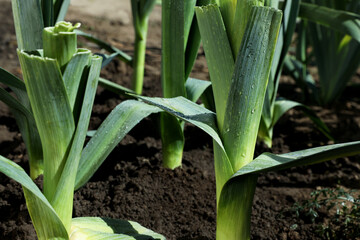 Obraz premium Fresh green leeks growing in field on sunny day, closeup