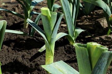 Fototapeta premium Fresh green leeks growing in field on sunny day
