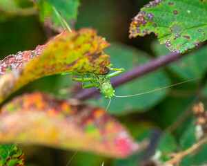 bug on a leaf