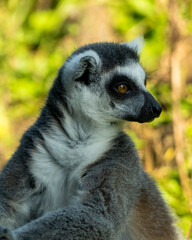 King julien