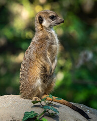 meerkat