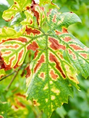 Symptoms of Esca on Merlot leaf. The grapevine trunk diseases
