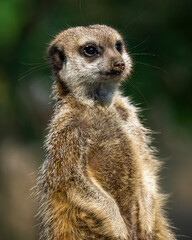 meerkat