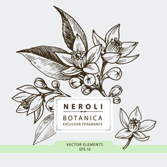 Neroli flowers, hand drawn illustration, vector elements	