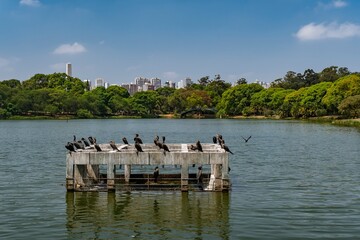Fototapeta premium Ibirapuera Park in São Paulo. Several cormorant birds sunbathing on a concrete structure in the lake. Natural landscape with the city in the background and the blue sky.