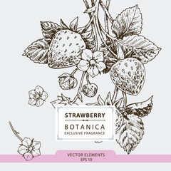 Strawberries, hand drawn illustration, vector elements	