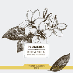 Plumeria flowers, Frangipani, hand drawn illustration, vector elements	