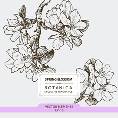 Spring blossom, hand drawn illustration, vector elements	