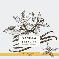 Vanilla flowers, hand drawn illustration, vector elements	