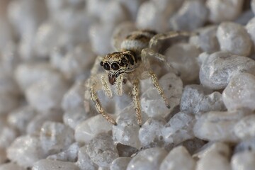 zebra spider on the wall