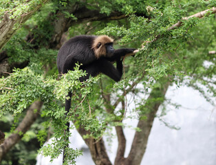 Lion tailed macaque monkey’s reactions