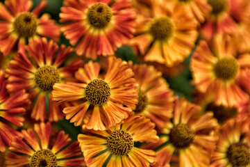 Orange and yellow Helenium Short and Sassy